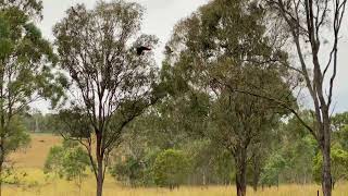 Red Tailed Black Cockatoos [upl. by Vaish]