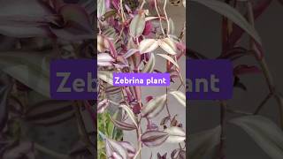 Zebrina plant shorts dailyvlog gardening [upl. by Adnhoj]