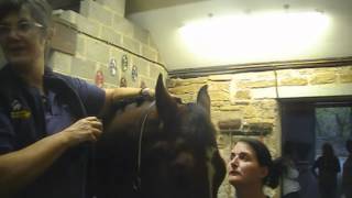 How To Trim Your Horses Bridle Path and Ears [upl. by Spiegelman]