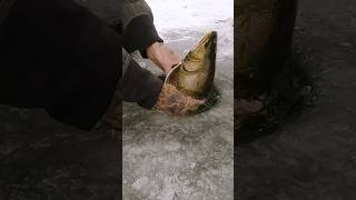 INSANE Splake HYBRID Trout on Tip Up  Ice Fishing [upl. by Aronson439]