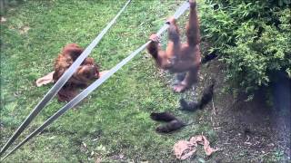 Orangutan vs Otters [upl. by Corrianne]