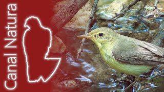 Zarcero políglota Hippolais polyglotta Melodious Warbler [upl. by Varhol]