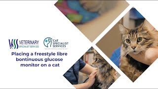 Placing a freestyle libre continuous glucose monitor on a cat [upl. by Lyall]