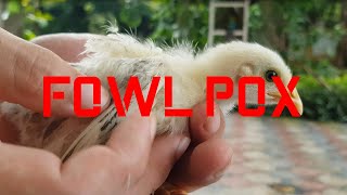 Fowl Pox Vaccination of 2 Weeks Old Chicks [upl. by Adnah]