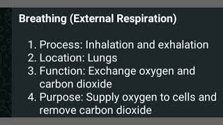 Difference between Breathing and Cellular Respiration [upl. by Weiser379]