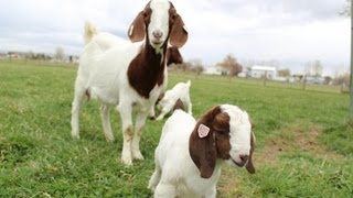 Dozens of baby goats  kids  jumping yelling and playing  HD footage [upl. by Arait34]