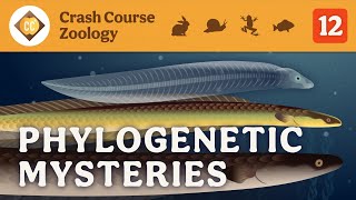 Phylogenetic Mysteries Crash Course Zoology 12 [upl. by Lemieux615]