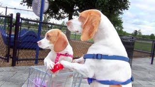 Dog Takes Puppy on Journey in Shopping Cart Cute Dog Maymo and Puppy Penny [upl. by Eade743]