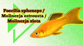 Poecilia sphenops  Molinezja ostrousta  Molinezja złota [upl. by Kilby]