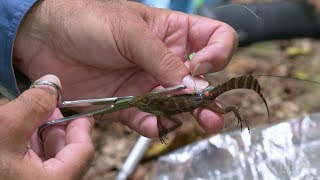 How Lizards Find Their Way Home  HHMI BioInteractive Video [upl. by Lela]