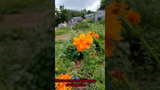 Beauty of My village  nature  village life  trending  viral video [upl. by Eustatius538]