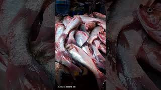 Silver mass fishing shortvideo [upl. by Eelanej]