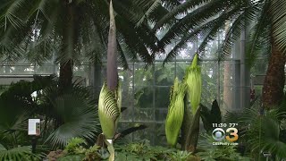 Corpse Flower Blooms In Washington DC [upl. by Chee48]