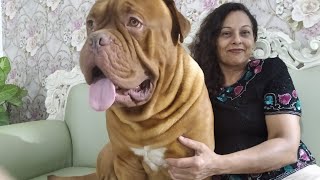 French Mastiff  Dogue De Bordeaux  Facts in Hindi  Anupma Pandey [upl. by Maia94]