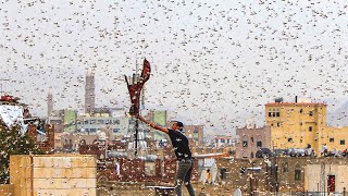 Locust swarms have invaded the holy land of Mecca Saudi Arabia Natural Disasters [upl. by Suivatnom933]