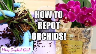 Orchid Care for Beginners  How to repot Phalaenopsis Orchids [upl. by Aiden]