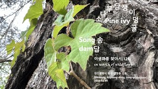 송담 Songdam 소나무담쟁이덩굴 Pine ivy 야생화를 찾아서128 in search of wildflowers Shinbong Anyeongdong Daejeon [upl. by Eineg278]