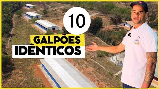 10 GALPÕES IDÊNTICOS GRANDE PROJETO de PRODUÇÃO de OVOS CAIPIRAS [upl. by Eidob404]