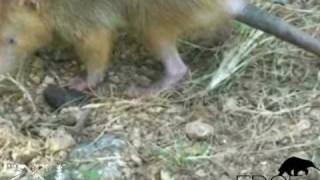 Solenodon a venomous mammal rediscovered [upl. by Ierna]