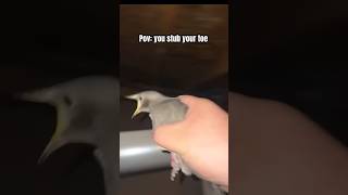 Bird Screaming for help relatable funny birds [upl. by Htebazileyram]