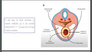 Embriología de Sistema Cardiovascular 1 [upl. by Craggie]