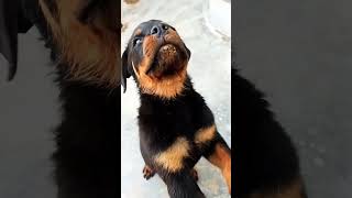 rottweilerpuppy [upl. by Lectra422]