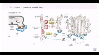 Protein secretion pathway ER to Golgi [upl. by Quick]