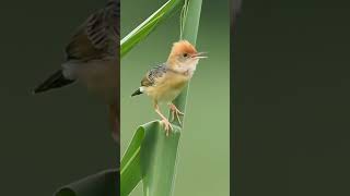 Cici merah Cisticola exilis [upl. by Hance]