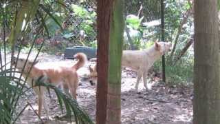 Dingo Pack Howling [upl. by Ellard89]