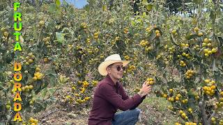 GRANJA DE TEJOCOTES Fruta de la nostalgia 40 Toneladas por hectárea [upl. by Nnayecats]