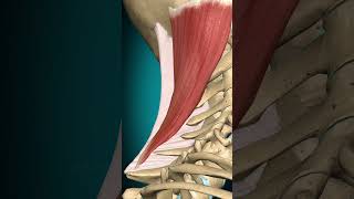 Splenius capitis muscle action Vertebral column Extension muscle anatomy [upl. by Nothgiel]