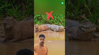 Do Crocodiles Eat Capybaras 😱 shorts amazingfacts animals crocodile animalfacts [upl. by Biamonte]