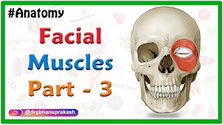 Facial muscles Anatomy animation Part 3  Orbital amp Nasal group [upl. by Hay]