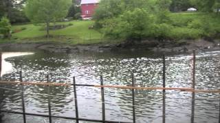 Harvesting alewives at the Orland River [upl. by Goulette]