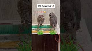 またやらかした🦉 チョロチョロ現れる🦉が可愛いw フクロウ 動物 おもしろ動画 鳥 [upl. by Apfel]