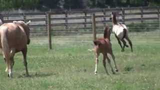 Lusitano mares and foals at play [upl. by Nna]