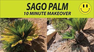 TRIMMING SAGO PALMS 10 MINUTE MAKEOVER [upl. by Ahsimet]