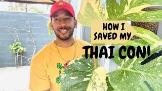 How I Saved My Monstera Thai Constellation [upl. by Ellerret]