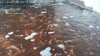 wow pembibitan ikan nila tebar padat di teras rumah bisa panen tiap minggu [upl. by Mandal]