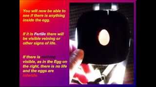 Fertile Or Infertile  Bearded Dragon Egg Candler SlideShow [upl. by Leonie]