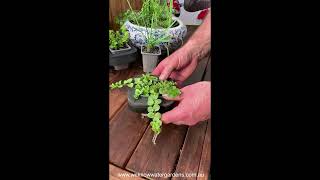 How to grow Creeping Jenny Lime Lysimachia nummularia Pond Plant [upl. by Mcknight]