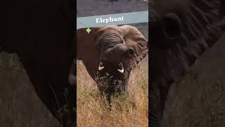 Animal Sounds  Lion  Gorilla  Elephant  Hippos  African animal sounds  Animal noises [upl. by Hsara600]