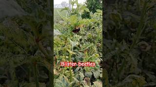 BlisterBeetle📿produce cantharidin [upl. by Llennor]