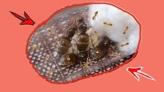 Lasius flavus  колония с нуля за 6 месяцев Муравьиная фермаColony from scratch in 6 months [upl. by Farrar]