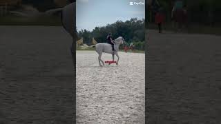 Slay letmeseeyoudoit horse equestrian [upl. by Airda]