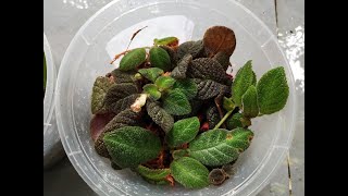 Easy Method to Grow amp Propagate Episcia  Tutorial [upl. by Hinman63]