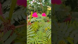 Calliandra Plant 🌱 Siddhi Home Garden [upl. by Asli]