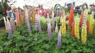 RHS Hampton Court Flower Show 4 7 2012 [upl. by Etteniotnna]