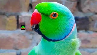 Romeo My Chatterbox Green Ringneck Talking Parrot [upl. by Oberheim]