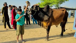 ALHAMDULILLAH Ali ko qurbani k leye Janwar pasand a gaya 😱  Biggest Cow  Cow Mandi vlog [upl. by Ileyan]